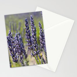 Lovely Lavender Stationery Cards