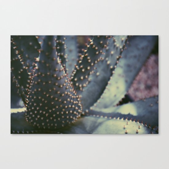 Prickly Succulent Canvas Print