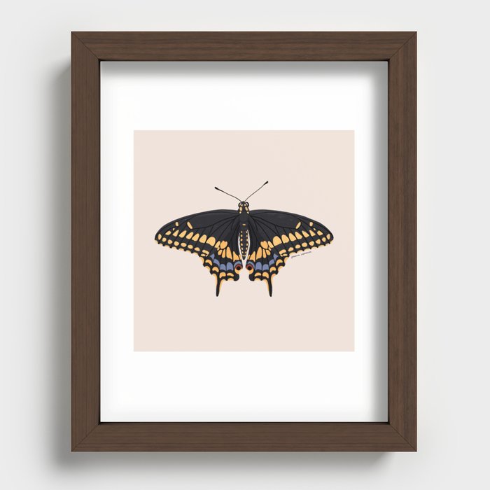 Black Swallowtail Butterfly Recessed Framed Print