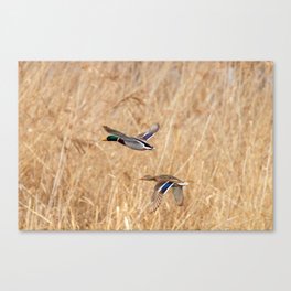 Mallard duck in flight, duck hunting season Canvas Print