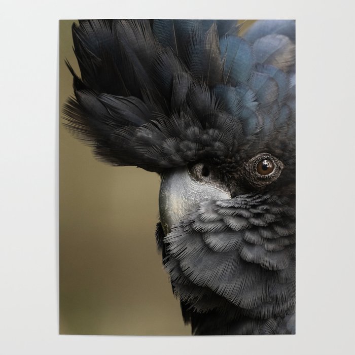 Close up head of male Red-tailed Black-Cockatoo Poster