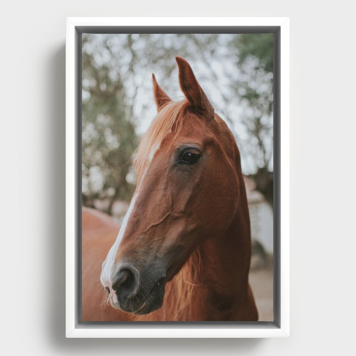 Brown Noble Horse Framed Canvas