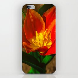 Red flower in the morning sun iPhone Skin