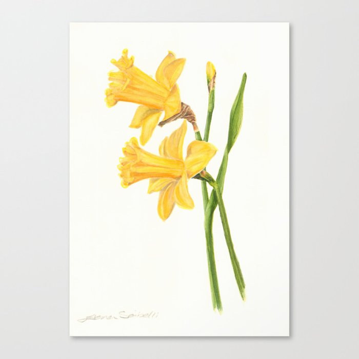 Early Daffodils Canvas Print