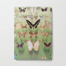 Butterflies Metal Print