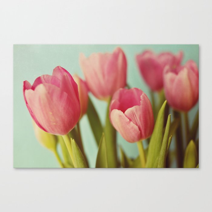 pink tulips Canvas Print
