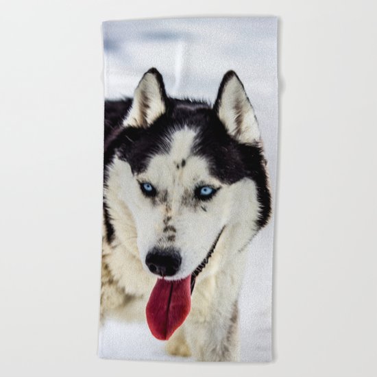 Siberian Husky with blue eyes Beach Towel