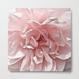 Pink Blush Rose Metal Print