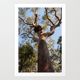 Scribbly Gum Tree Art Print | Muogamarra, Gum, Photo, Tree, Ross, Australian, Scribbly, Bush, Aussie, Campbell 