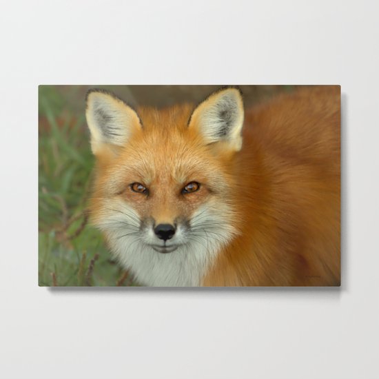 In focus Metal Print