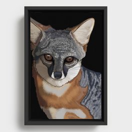 grey (silver) fox Framed Canvas