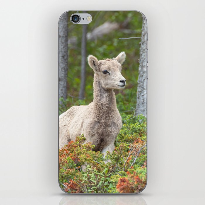 Bighorn Lamb iPhone Skin