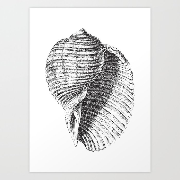 https://ctl.s6img.com/society6/img/rgM-lehgQBU7Zm0IEg8rilwtkLE/w_700/prints/~artwork/s6-original-art-uploads/society6/uploads/misc/7b4a2b5aa0c64b40a1ec11022aebdcb8/~~/seashell-sea-shell-conch-shell-black-and-white-prints.jpg
