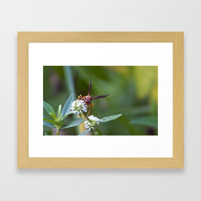 The Wasp Framed Art Print