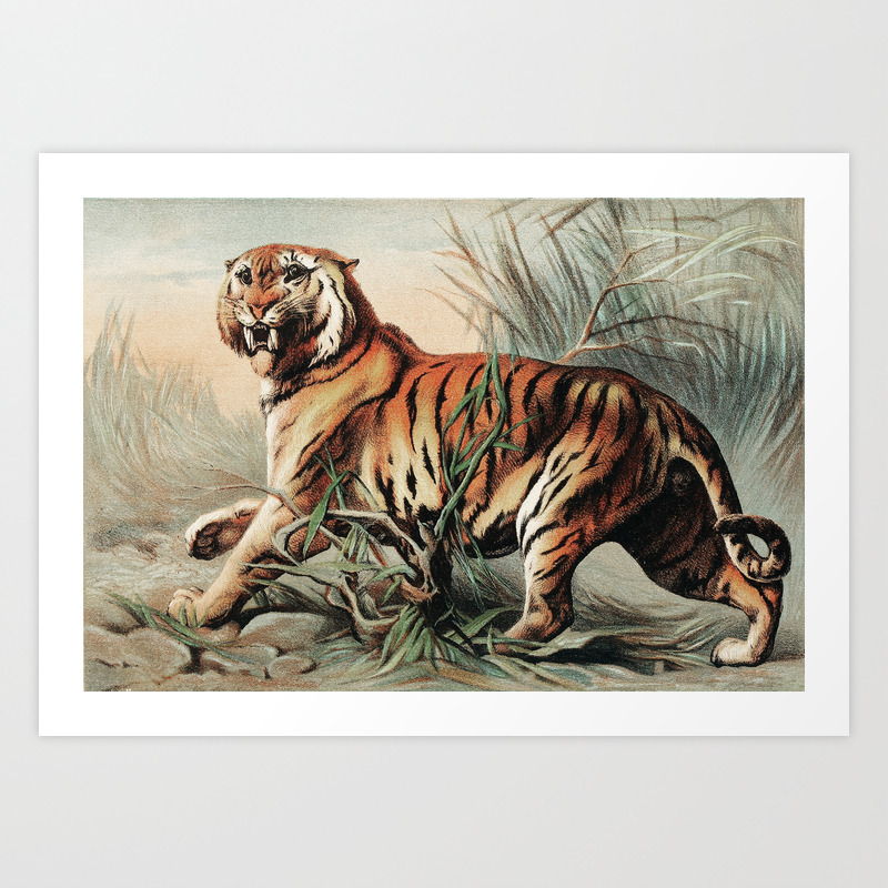The Royal Bengal tiger 1893 old antique vintage print picture INDIA The Royal Bengal tiger 1893 old antique vintage print picture INDIA