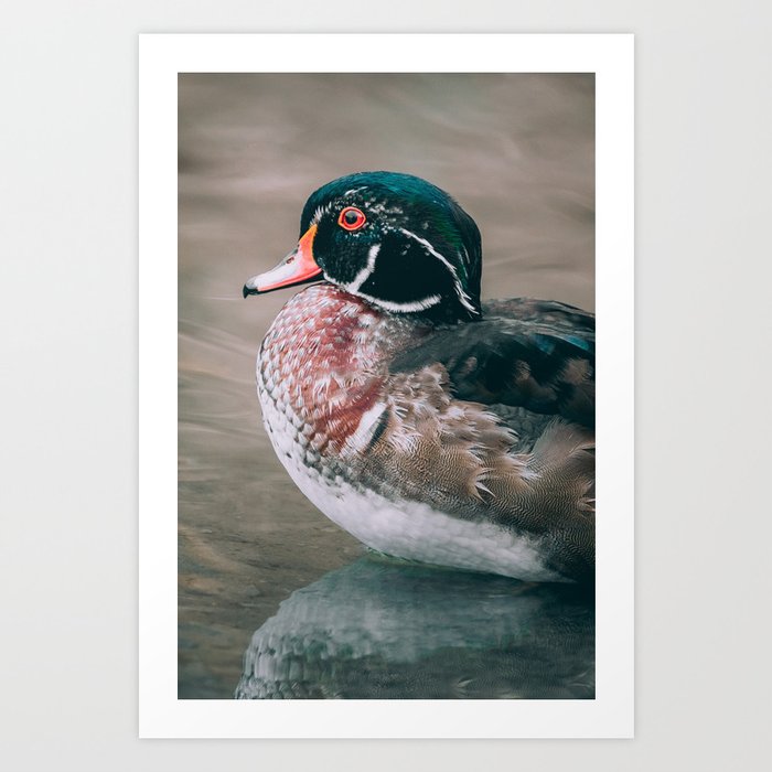 Autumn Wood Duck Swimming in Pond Photograph Art Print