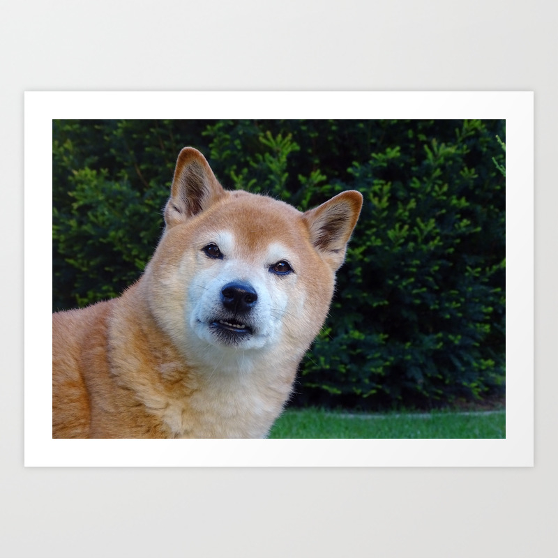 Cute Shiba Dog Art Print By Moonfluff Society6