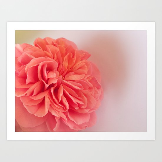 A Touch of Love - Pink Rose #2 #art #society6 Art Print