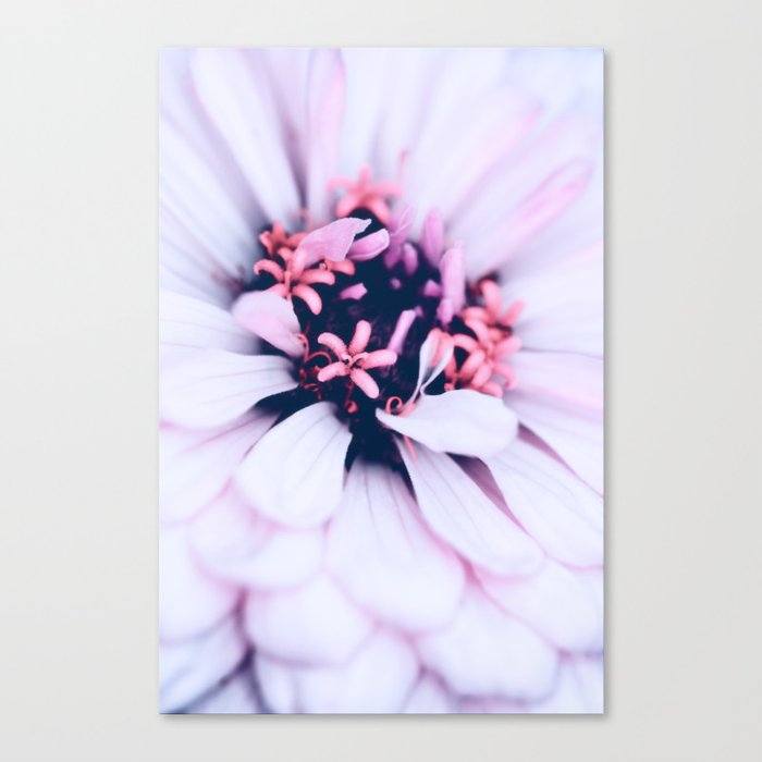 Pastel Pink Zinnia Flower Macro Photography Canvas Print