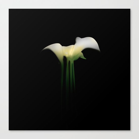 Calla Lily on Black Canvas Print