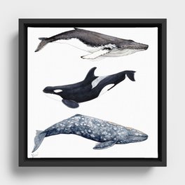 Orca, humpback and grey whales Framed Canvas