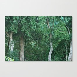 Cork Oak Trees Forest Canvas Print