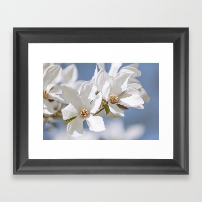 White Magnolia Framed Art Print