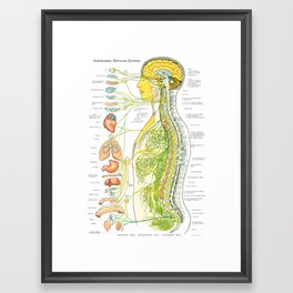 Autonomic Nervous System Poster Chiropractic Medical Chart Framed Art Print