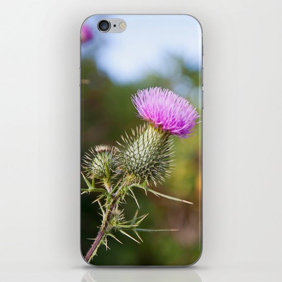 Bull Thistle in Mt. Rogers, Virginia iPhone & iPod Skin