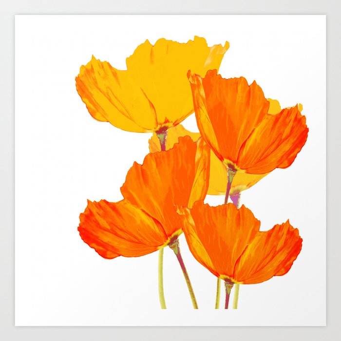 Orange and Yellow Poppies On A White Background #decor #society6 #buyart Art Print