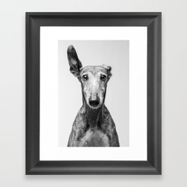 Rayito el Galgo - Dog portrait - Greyhound Framed Art Print
