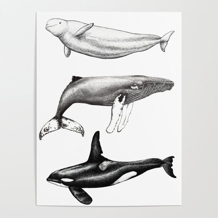 Beluga, humpback whale and orca killer whale Poster