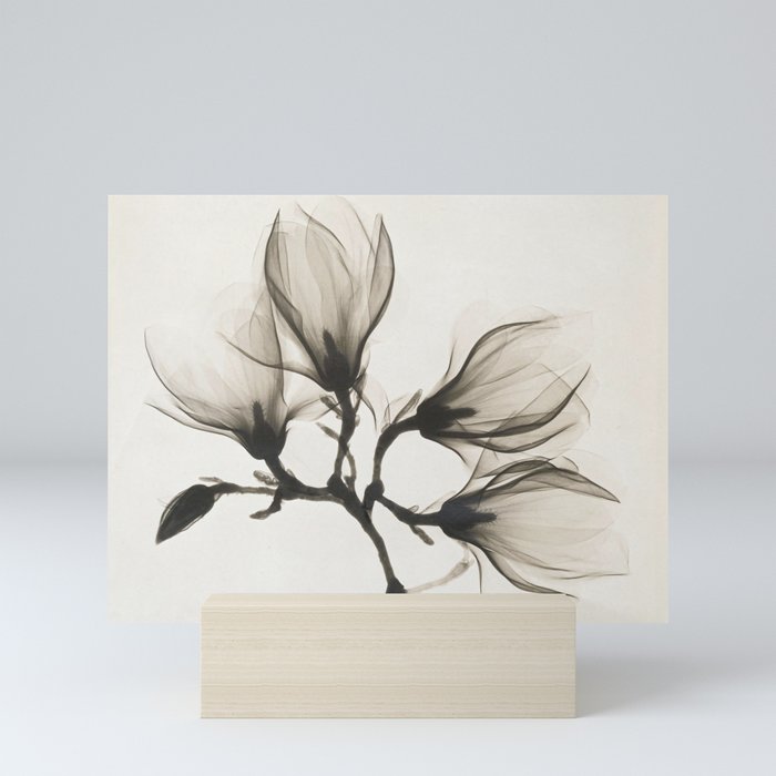 Magnolia Branch X-Ray Vintage Photo Mini Art Print