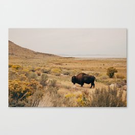 Bison Bull on Antelope Island Canvas Print