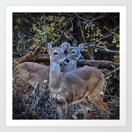 Startled Twin Deer Art Print | Fawn, Buck, Trees, Wildlife, Startled, Nature, Digital, Twins, Woods, Lake 