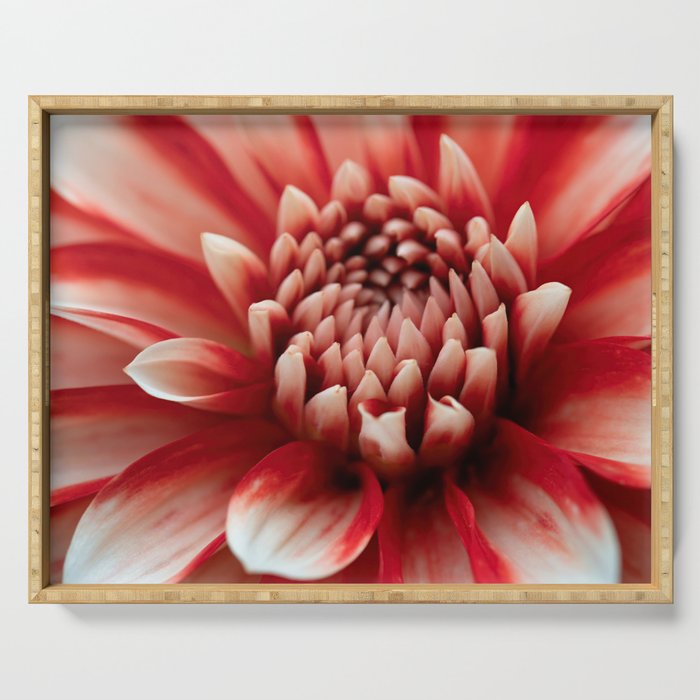 Majestic Red-White Dahlia Flower Serving Tray