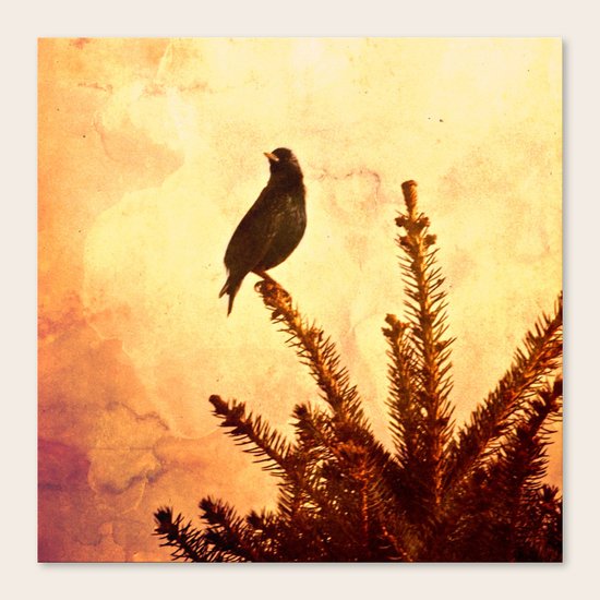Gothic Bird Canvas Print