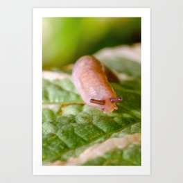 Cute Tiny Slug on a Leaf. Macro Photograph Art Print