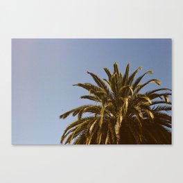 Peek-a-Boo Palm Tree Canvas Print