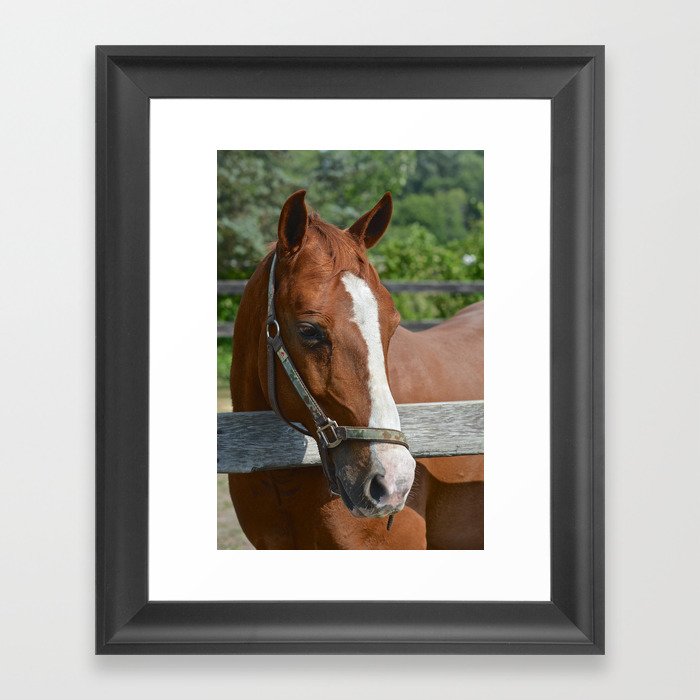 Sorrel Quarter Horse Gelding Framed Art Print