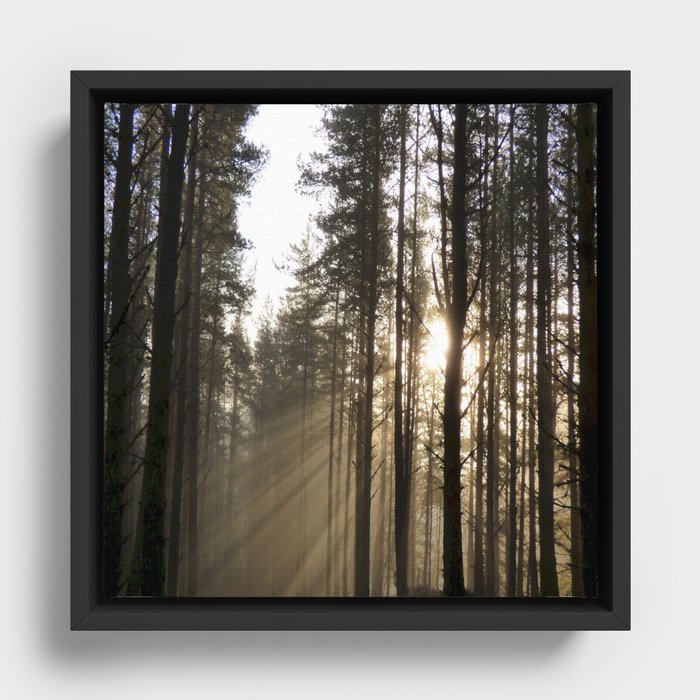 Winter Forest Sun rays in Expressive  Framed Canvas