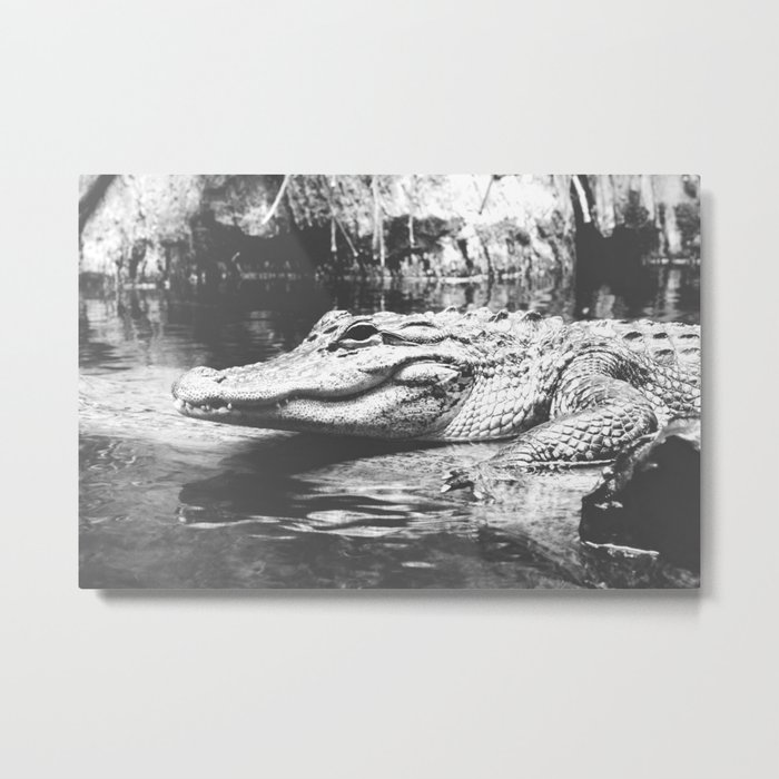 American Alligator Black and White Photography Metal Print