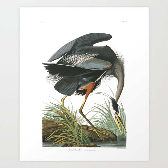 Great Blue Heron (Audubon) Art Print