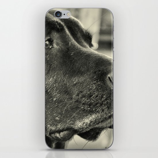 Really? iPhone Skin