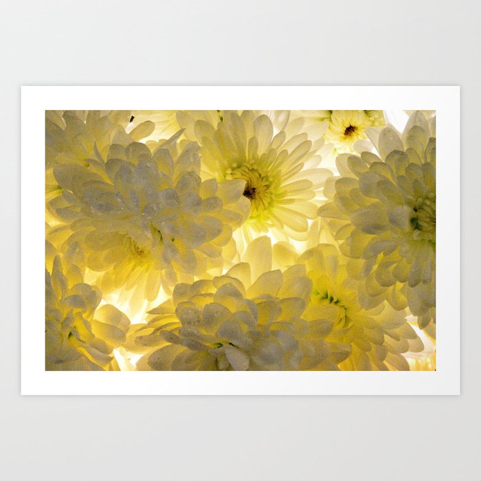 Lighted Chrysanthemums Art Print
