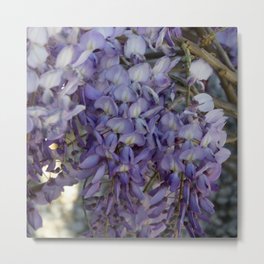 Close Up of Violet Wisteria Flowers Metal Print
