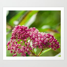 Swamp Rose Milkweed Flowers (Nature Photography) Art Print | Nature, Art In Nature, Spring, Green, Photo, Details, Flower Buds, Pink, Color, Nature Photography 