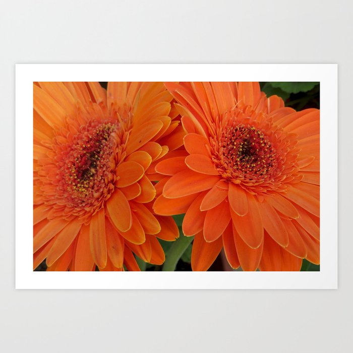 Daisy flowers (Marguerite) " Love is only what you need" Art Print