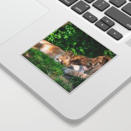 Lion Family Napping Cute Animals Wildlife Lions Photography Sticker