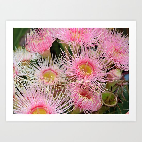 Pink Flowering Gum Art Print